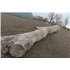 Image 16 : Approx 1000 Cords of White Ash/West Coast Timbers. Quantity is estimated - bid accordingly.