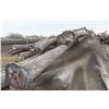Image 17 : Approx 1000 Cords of White Ash/West Coast Timbers. Quantity is estimated - bid accordingly.