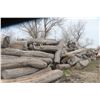 Image 24 : Approx 1000 Cords of White Ash/West Coast Timbers. Quantity is estimated - bid accordingly.