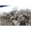 Image 34 : Approx 1000 Cords of White Ash/West Coast Timbers. Quantity is estimated - bid accordingly.