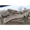 Image 36 : Approx 1000 Cords of White Ash/West Coast Timbers. Quantity is estimated - bid accordingly.