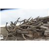 Image 6 : Approx 1000 Cords of White Ash/West Coast Timbers. Quantity is estimated - bid accordingly.