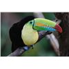Image 6 : Costa Rica Luxury Escape: Beach or Volcano Adventure