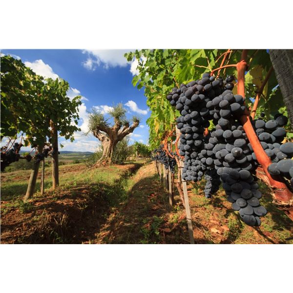 Tuscany Unscripted: Seasonal Traditions & Hidden Experiences