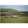 Image 4 : Ireland Golf & Countryside Escape