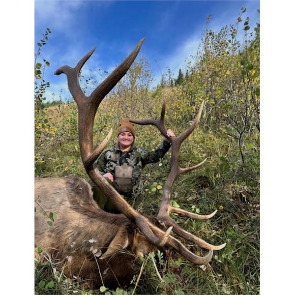 One on One guided Rifle Elk Hunt in a 6 point or better zone outside of Grande Cashe, Alberta