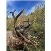 Image 1 : One on One guided Rifle Elk Hunt in a 6 point or better zone outside of Grande Cashe, Alberta