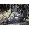 Image 3 : One on One guided Rifle Elk Hunt in a 6 point or better zone outside of Grande Cashe, Alberta