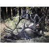 Image 7 : One on One guided Rifle Elk Hunt in a 6 point or better zone outside of Grande Cashe, Alberta