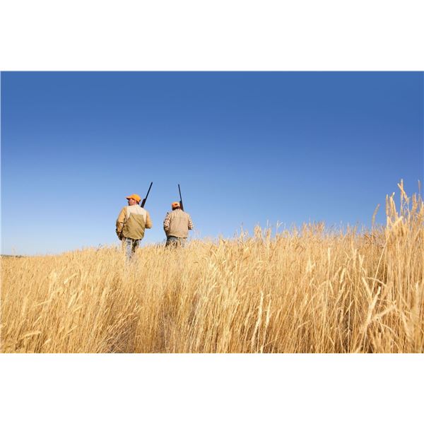 Texas Quail Hunt for 2 Hunters