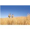 Image 1 : Texas Quail Hunt for 2 Hunters