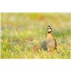 Image 4 : Texas Quail Hunt for 2 Hunters