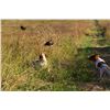 Image 8 : Texas Quail Hunt for 2 Hunters