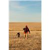 Image 3 : South Dakota Pheasant Hunt for 4 Hunters