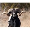 Image 4 : Divided Find Ranch - Exotic Hunt