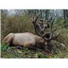 Image 4 : RAFFLE: Cancer Treatment Fundraiser- Bull Elk Trophy Zone Years in the Making 300/350 class