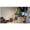 Image 1 : HEALTHY YUCCA PLANT IN TERRA COTTA POT. 8 1/2' TALL. 7' AT WIDEST SPOT. POT MEASURES 22"H AND IS