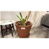 Image 2 : HEALTHY YUCCA PLANT IN TERRA COTTA POT. 8 1/2' TALL. 7' AT WIDEST SPOT. POT MEASURES 22"H AND IS