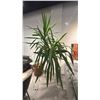 Image 3 : HEALTHY YUCCA PLANT IN TERRA COTTA POT. 8 1/2' TALL. 7' AT WIDEST SPOT. POT MEASURES 22"H AND IS