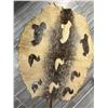 Image 1 : Sealskin artwork