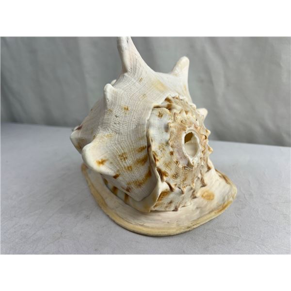 Cassis Cornuta (Conch Shell)