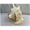 Image 1 : Cassis Cornuta (Conch Shell)