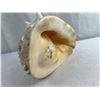 Image 2 : Cassis Cornuta (Conch Shell)