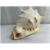 Image 3 : Cassis Cornuta (Conch Shell)