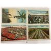 Image 4 : Black Americana Postcards Approx. 65