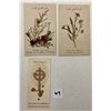 Image 1 : Pressed Flowers from the Holyland Book