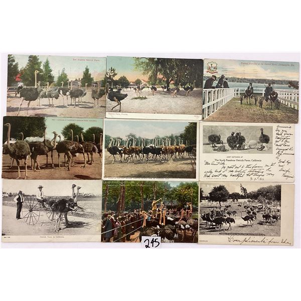 Animals - Ostriches 75 Postcards
