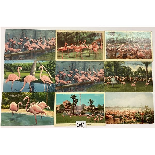 Animals - Flamingo Postcards 90+