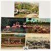 Image 2 : Animals - Flamingo Postcards 90+