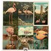 Image 3 : Animals - Flamingo Postcards 90+