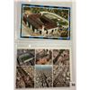 Image 5 : Sports - Stadiums & Arena Postcard Album 200+