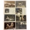 Image 3 : Animals - Dog Photo Postcards 24