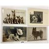 Image 4 : Animals - Dog Photo Postcards 24