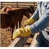 Image 1 : Watson Range Rider Gloves Style 577 L/G