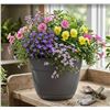 Image 1 : Lot of 3 Bloem Dayton Planter 12-in Plastic - Charcoal