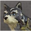 Image 8 : CALL OF THE WOLF (BLOOD BROTHERS)