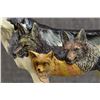 Image 9 : CALL OF THE WOLF (BLOOD BROTHERS)