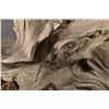 Image 7 : WOOD CARVING (LAWRENCE PACHECO)