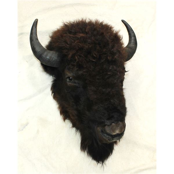 Saloon Style Buffalo Mount