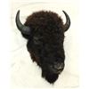 Image 1 : Saloon Style Buffalo Mount