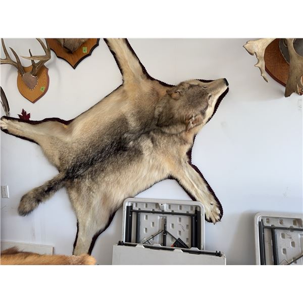 Taxidermy Wolf Rug with Open Mouth
