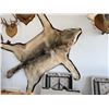 Image 2 : Taxidermy Wolf Rug with Open Mouth