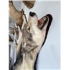 Image 3 : Taxidermy Wolf Rug with Open Mouth