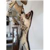 Image 4 : Taxidermy Wolf Rug with Open Mouth