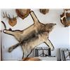 Image 5 : Taxidermy Wolf Rug with Open Mouth