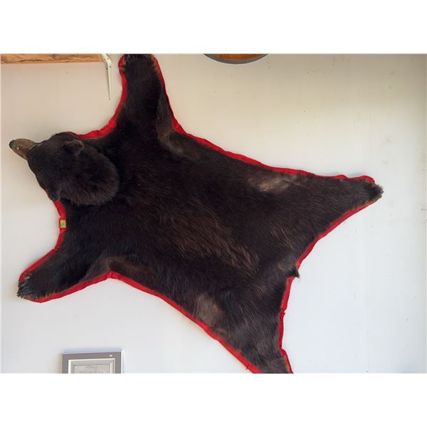 Black bear skin rug with red felt border